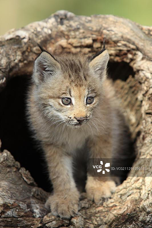 加拿大猞猁幼崽（猞猁属加拿大种），八周大，在树洞里，美国蒙大拿州，北美图片素材