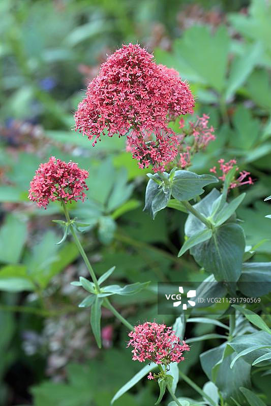 缬草（Centranthus ruber），德国，欧洲图片素材