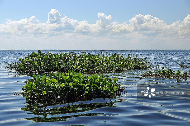worldwide largest swamp, maximum water level, Corumba, Brazil - Bolivia border city, South America图片素材