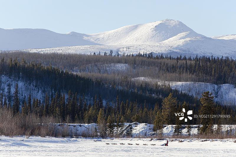 雪橇犬队参加育空探索1000英里国际雪橇犬比赛图片素材