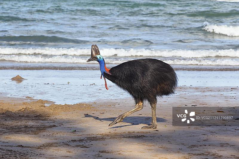 在澳大利亚昆士兰海滩上的双垂鹤鸵图片素材