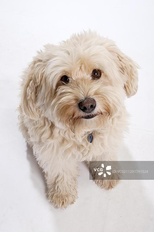 米色藏獒犬抬头向上看图片素材