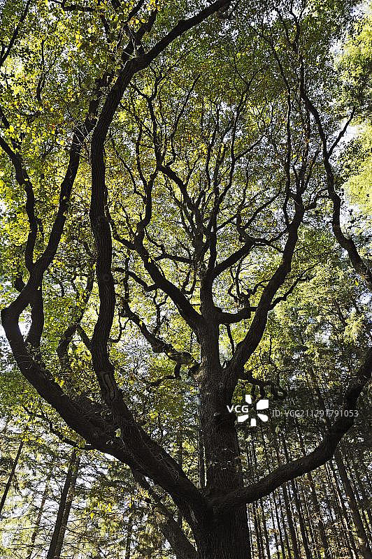 阳光下的橡树树梢，德国萨尔州梅特拉赫图片素材
