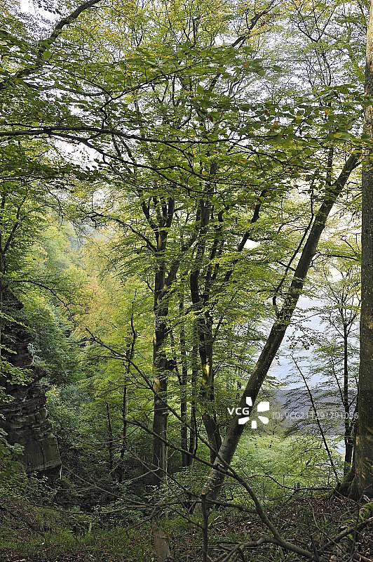 德国萨尔州梅特拉赫附近蒙特克莱尔城堡附近的山毛榉林图片素材