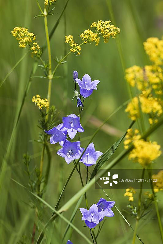 风铃草和茜草，上巴伐利亚，巴伐利亚，德国，欧洲图片素材