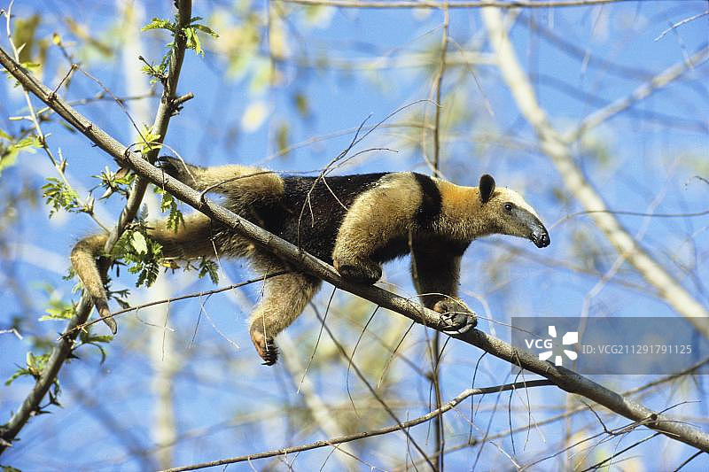 南方小食蚁兽攀爬金合欢树，哥斯达黎加，中美洲图片素材