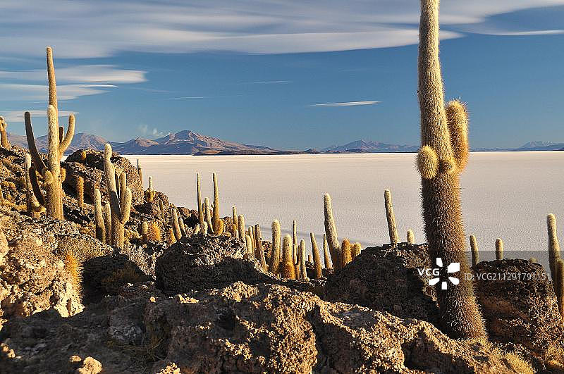 乌尤尼盐沼岛屿上的仙人掌，玻利维亚波托西，南美洲图片素材