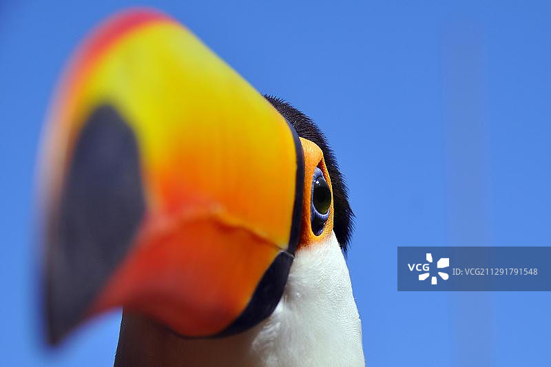 阿根廷和巴西边境伊瓜苏港的大嘴鸟图片素材