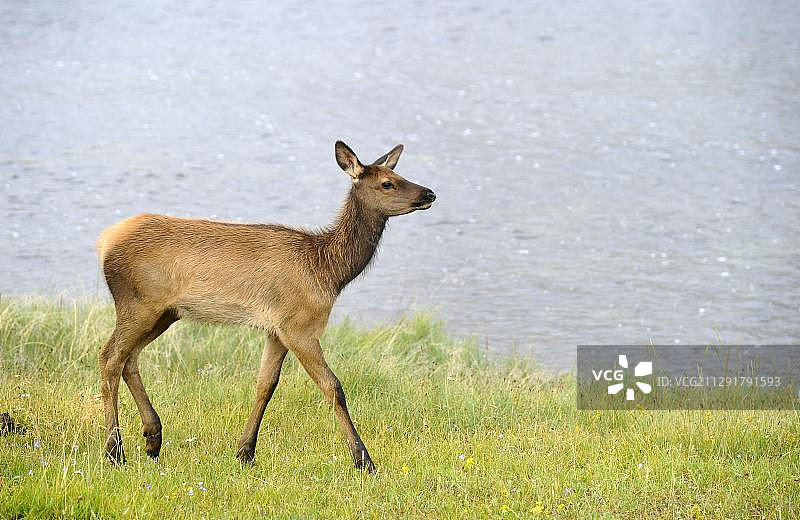 幼年麋鹿，美国怀俄明州黄石国家公园图片素材