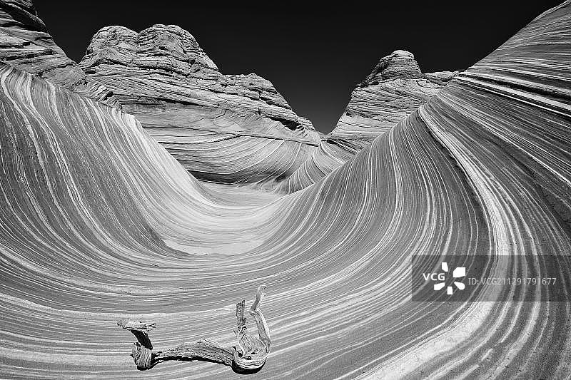 亚利桑那州朱红悬崖国家纪念区中，波浪岩上枯萎的树枝图片素材