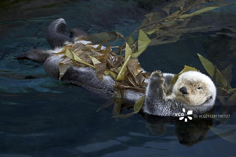 海獭，在里斯本万国公园水族馆图片素材