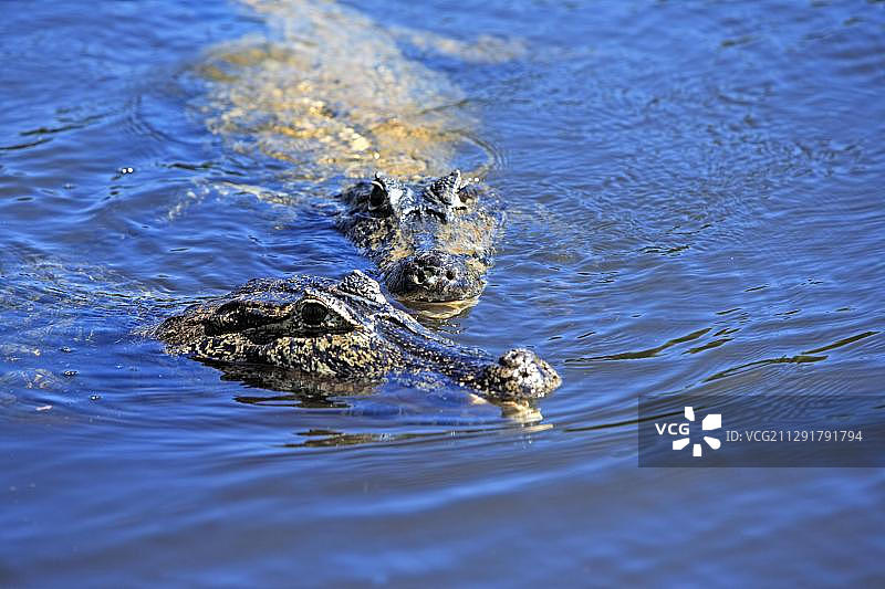 凯门鳄，成鳄在水中，潘塔纳尔，巴西，南美洲图片素材