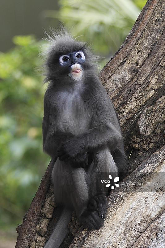 亚洲树上的成年雄性暗色叶猴（Trachypithecus obscurus, Presbytis obscura）图片素材