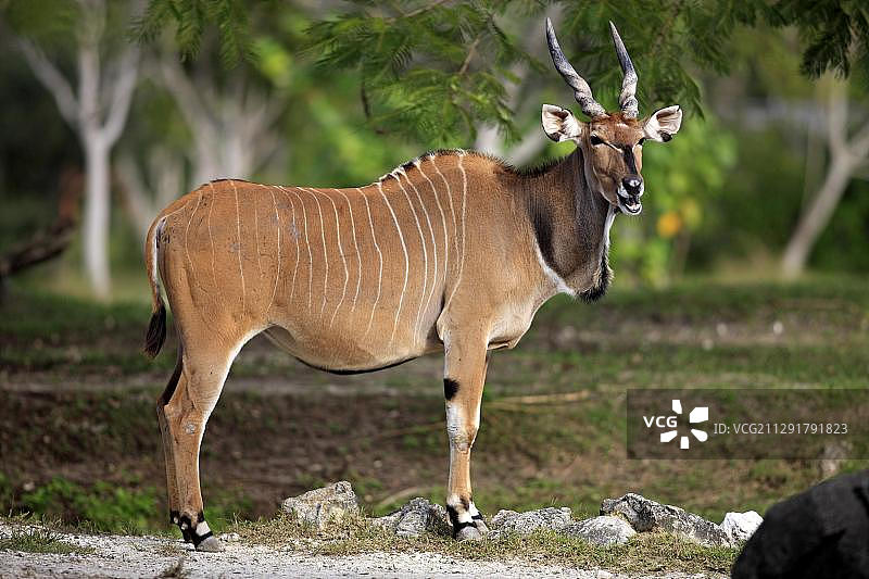 非洲成年巨羚（Taurotragus oryx）图片素材