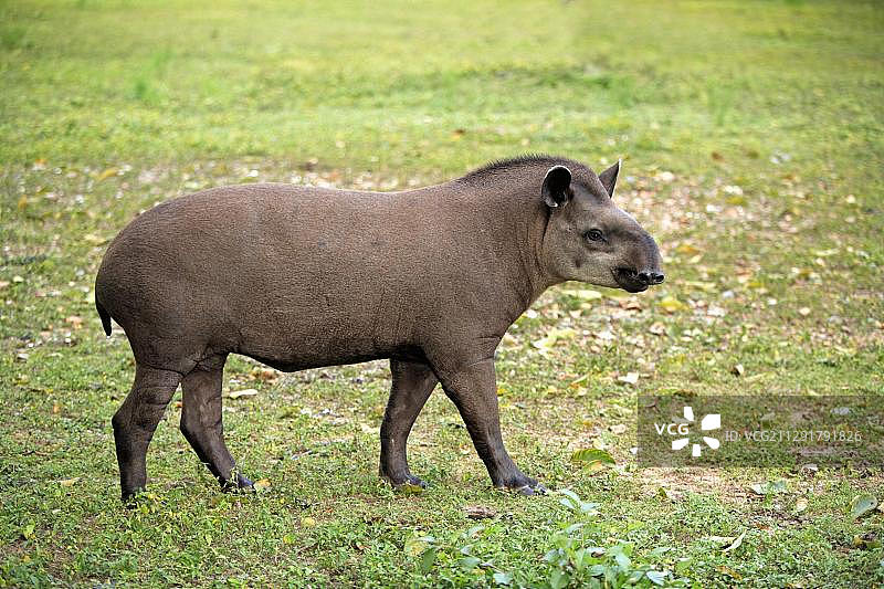 南美貘，巴西貘或低地貘（Tapirus terrestris），成年，潘塔纳尔，巴西，南美洲图片素材