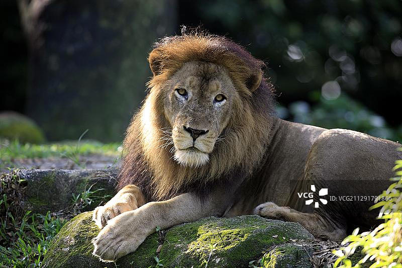 雄狮休息，新加坡图片素材