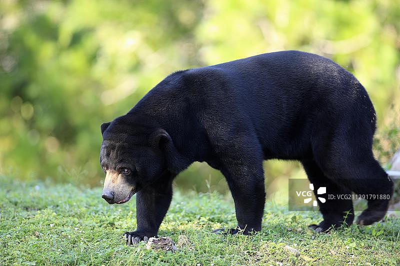 马来熊图片素材