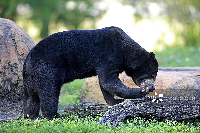 圈养成年雄性马来熊，摄于美国佛罗里达州迈阿密，北美洲。图片素材