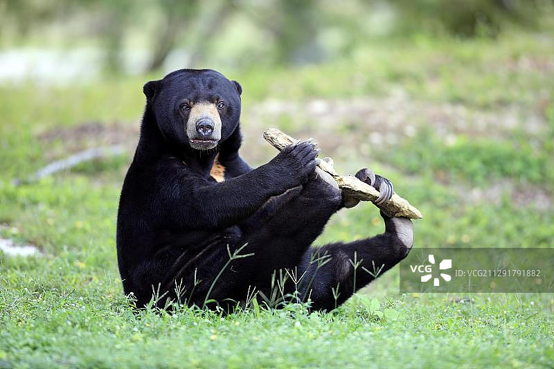 马来熊，成年雄性，嬉戏，圈养，迈阿密，佛罗里达州，美国图片素材