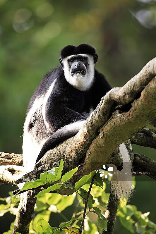 安哥拉疣猴，成年个体栖息在树上，圈养于新加坡，东南亚图片素材