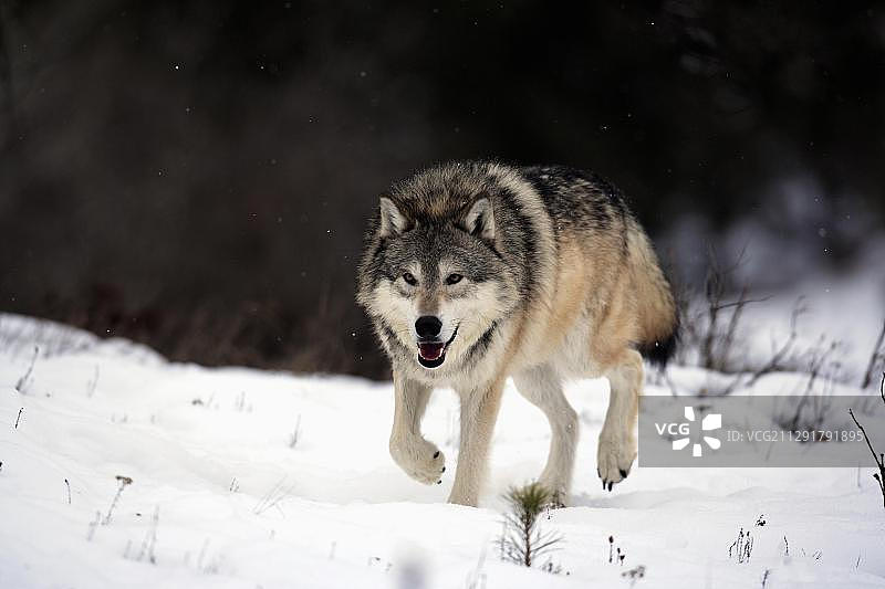 狼（Canis lupus），觅食，雪地，美国蒙大拿州，北美洲图片素材