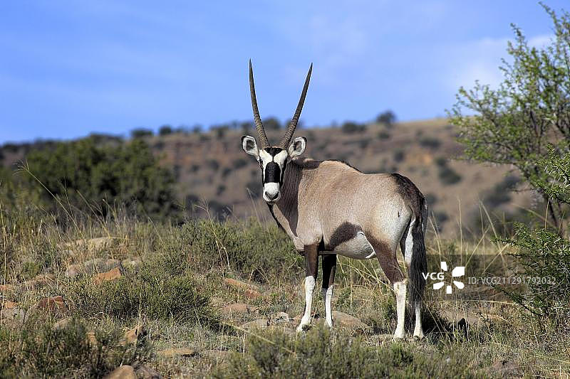 南非山斑马国家公园的成年长角羚图片素材