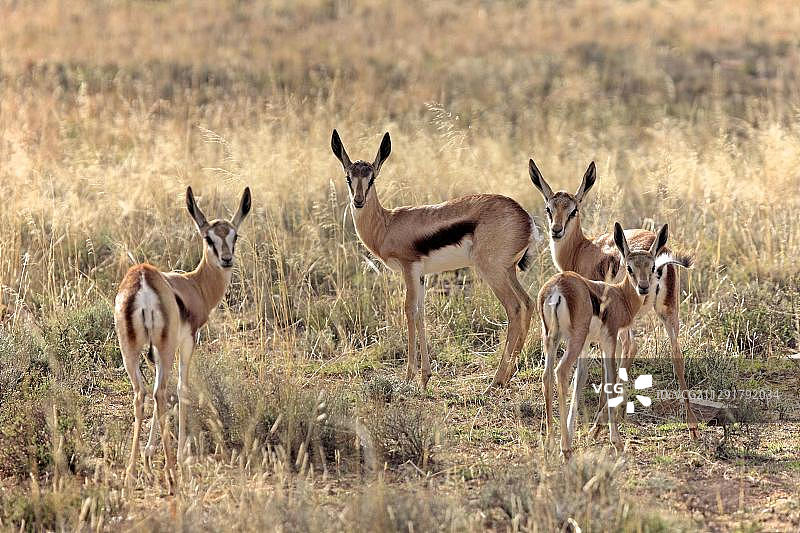 跳羚（Antidorcas marsupialis），幼年，群，山斑马国家公园，南非，非洲图片素材
