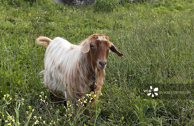 小山羊，长毛图片素材