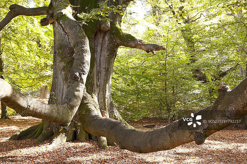 萨巴堡原始森林，德国黑森州莱茵哈茨瓦尔德图片素材