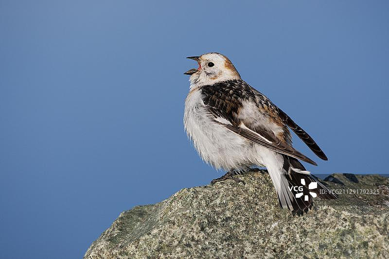 雪鹀（Plectrophenax nivalis），歌唱的雄性，欧洲冰岛的杰古沙龙冰河湖图片素材