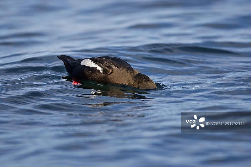 冰岛弗拉泰岛游泳的黑海雀图片素材