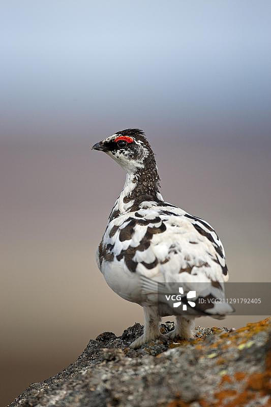 欧洲冰岛米湖的雷鸟图片素材