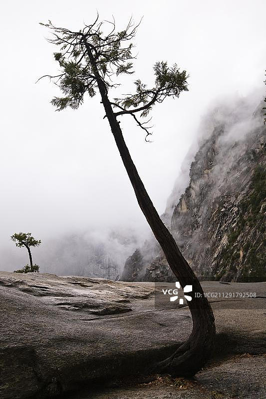 美国加利福尼亚州，优胜美地国家公园弗纳尔瀑布之上的松树图片素材