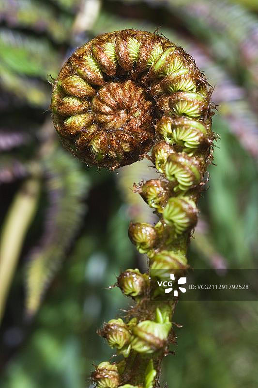 火山国家公园桫椤嫩叶，美国夏威夷图片素材