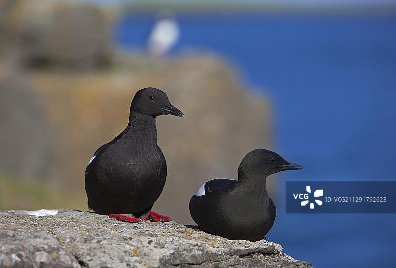 海鸠（Cepphus grylle），一对，弗拉泰岛，冰岛，欧洲图片素材