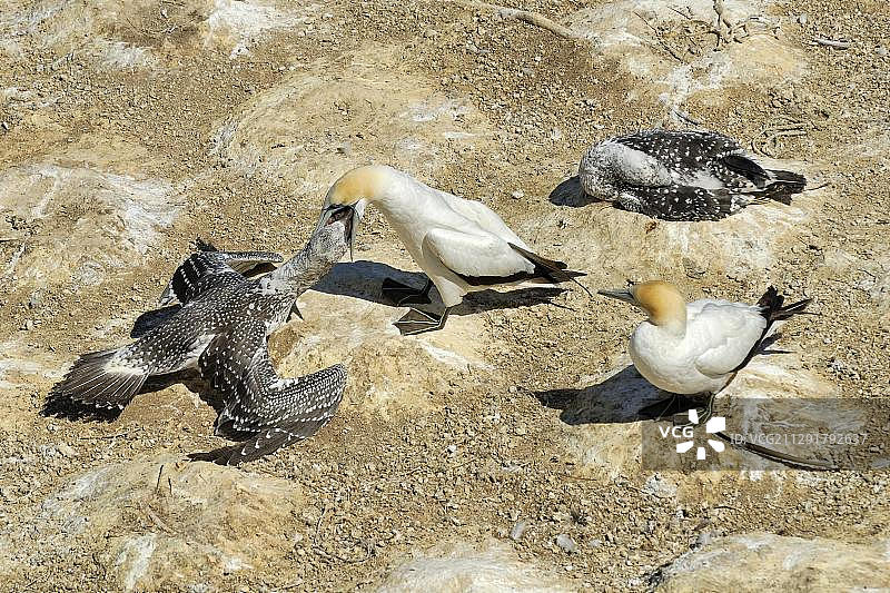 澳洲鲣鸟（Morus serrator或Sula bassana），幼鸟被成鸟喂食，鲣鸟群落，新西兰北岛图片素材