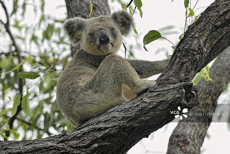 考拉（Phascolarctos cinereus），澳大利亚昆士兰州磁岛图片素材