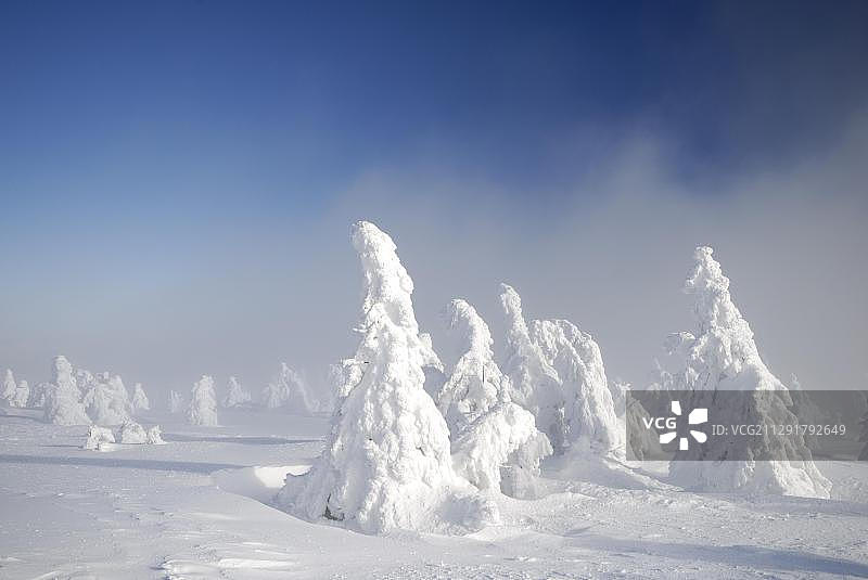 德国哈茨山区雾中的云杉树冬季景观图片素材