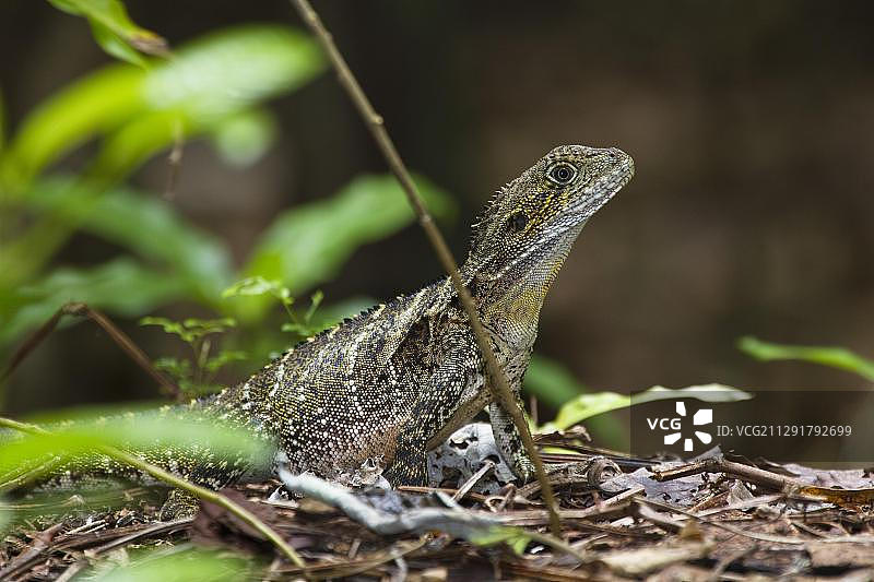 澳洲雨林中的年轻澳洲水龙图片素材