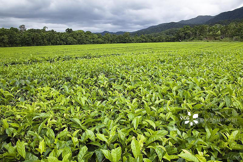 澳大利亚昆士兰州丹翠国家公园茶园图片素材
