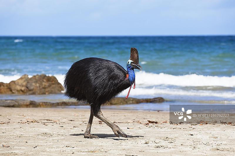 澳洲昆士兰莫尔兹比山脉海滩上的雌性南方食火鸡图片素材
