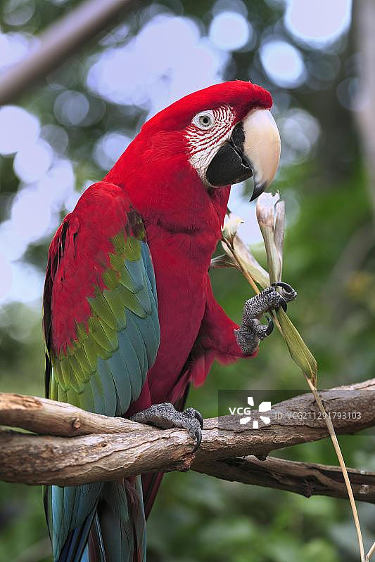 绿金刚鹦鹉，栖息在树枝上，正在吃东西，佛罗里达，美国图片素材