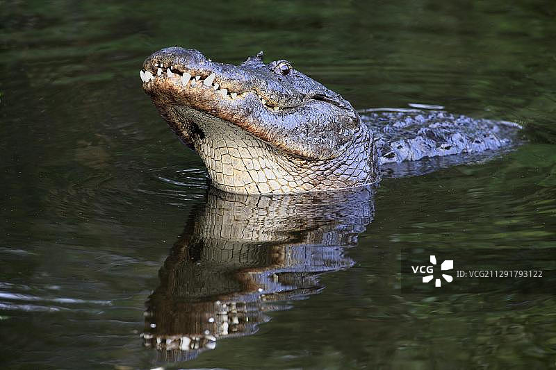 成年密西西比鳄（短吻鳄属）在水中求偶展示，美国佛罗里达州图片素材