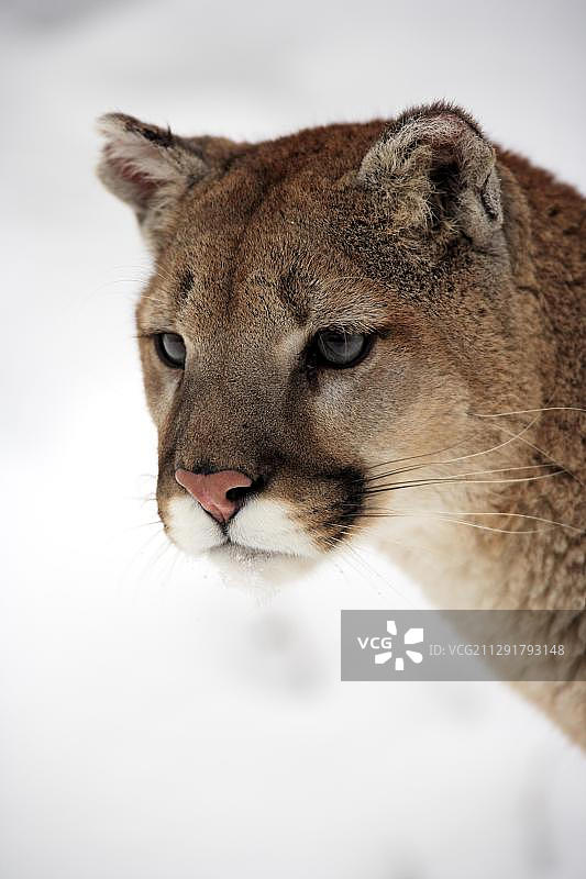 美洲狮，成年，雪地肖像，美国蒙大拿州图片素材