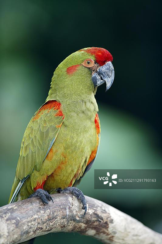 红额金刚鹦鹉，成鸟，栖息在树上，美国佛罗里达州图片素材