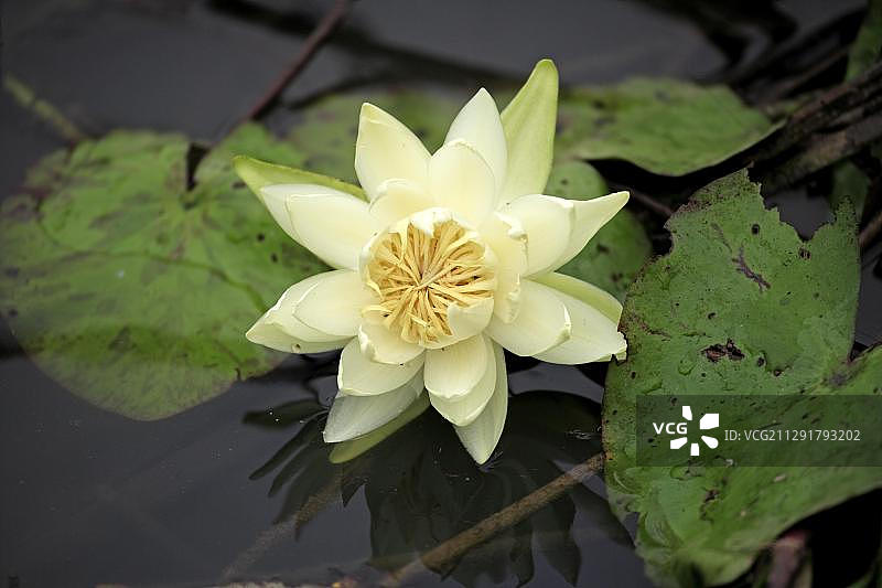 巴西睡莲：绽放于水中，夜间开花，潘塔纳尔湿地，巴西，南美洲图片素材