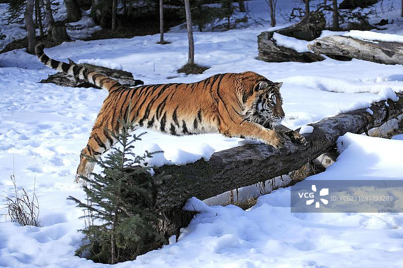 西伯利亚虎（东北虎），雪地，圈养，美国蒙大拿州，北美洲图片素材