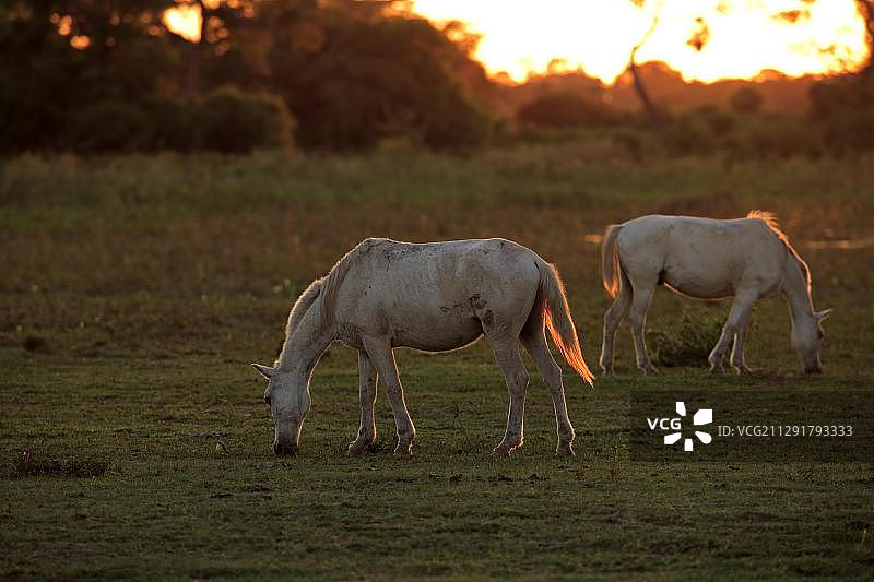 潘塔纳尔马，成年马，在巴西潘塔纳尔湿地吃草图片素材