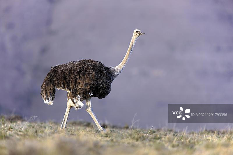 南方鸵鸟(Struthio camelus australis)，雌性，山斑马国家公园，南非，非洲图片素材