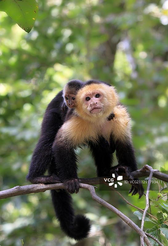 白面卷尾猴母子，洪都拉斯罗坦岛树上图片素材